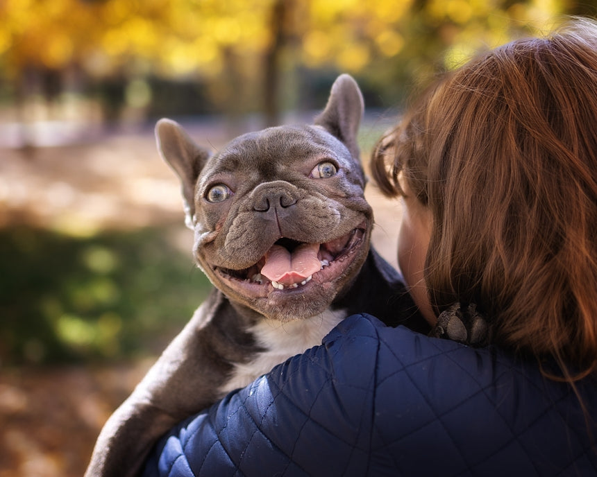 Remedies & Supplements For Your French Bulldog’s Diarrhea