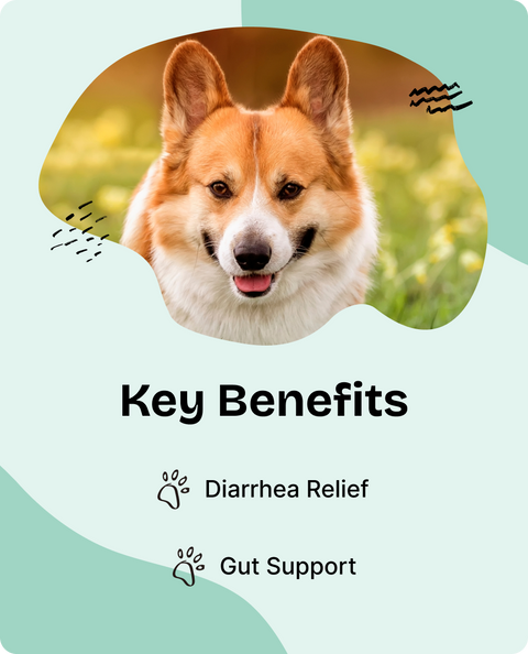 Anti Diarrhea Drops for Dogs - 2 fl.oz. Bottle