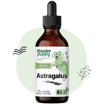 Astragalus Drops for Dogs - 4 fl.oz. Bottle
