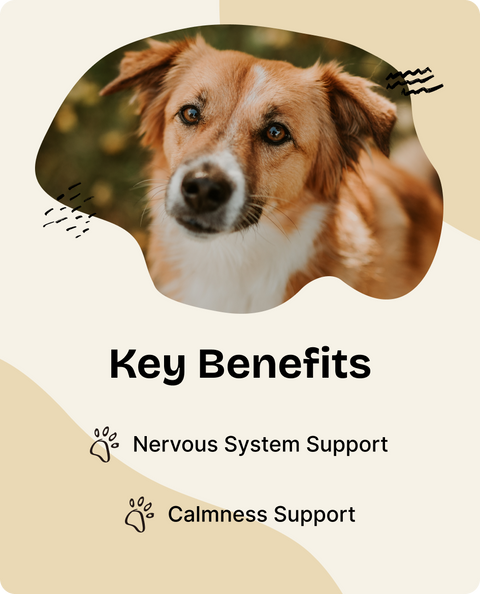 Avena Sativa Drops for Dogs - 4 fl.oz. Bottle