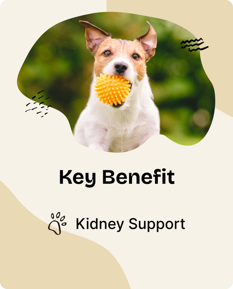 Cordyceps Drops for Dogs - 2 fl.oz. Bottle