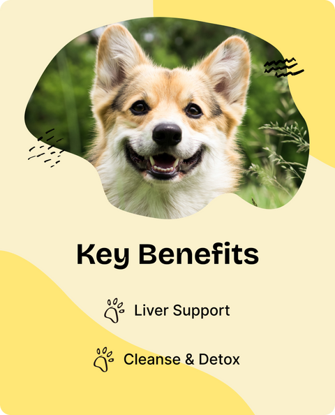 Dandelion Root Drops for Dogs - 4 fl.oz. Bottle