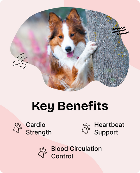 Hawthorn Berry Drops for Dogs - 4 fl.oz. Bottle