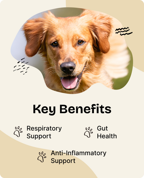 Licorice Root Drops for Dogs - 2 fl.oz. Bottle