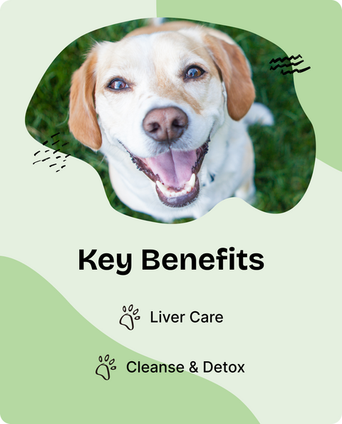 Liver Support Drops for Dogs - 4 fl.oz. Bottle