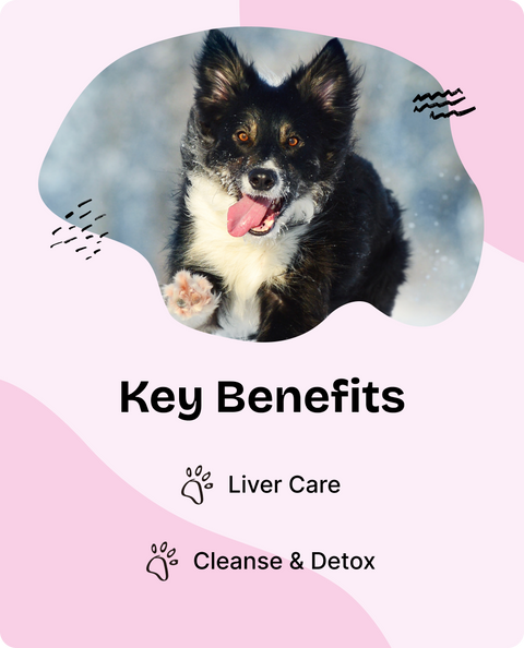 Milk Thistle Drops for Dogs - 2 fl.oz. Bottle