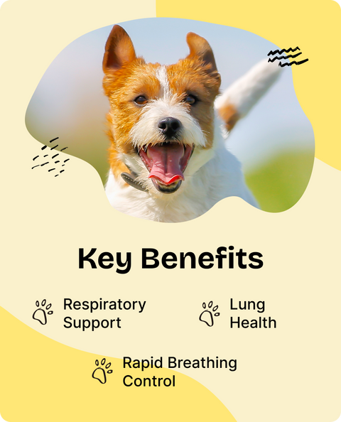 Mullein Leaf Drops for Dogs - 4 fl.oz. Bottle