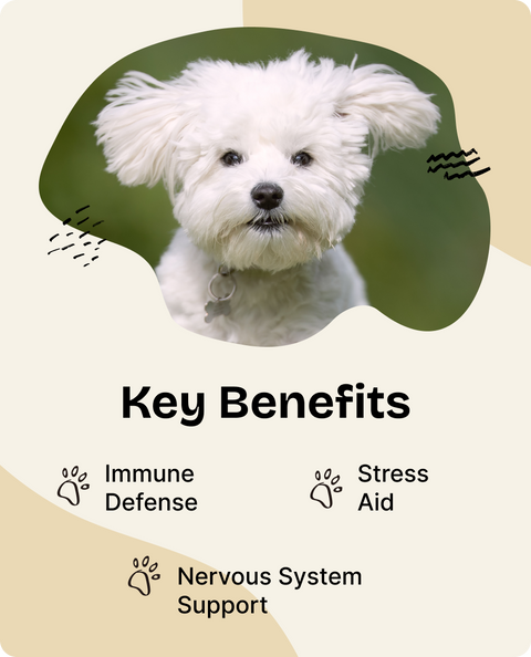 Reishi Mushroom Drops for Dogs - 4 fl.oz. Bottle