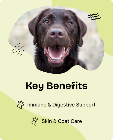 Sea Moss Drops for Dogs - 2 fl.oz. Bottle