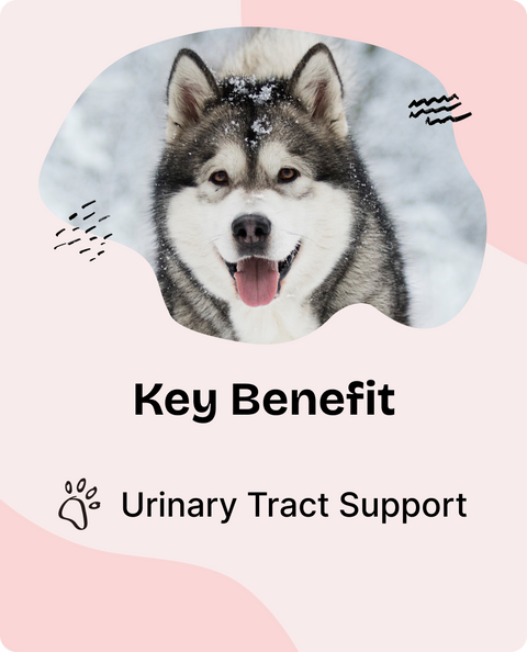 Urinary Tract Drops for Dogs - 4 fl.oz. Bottle