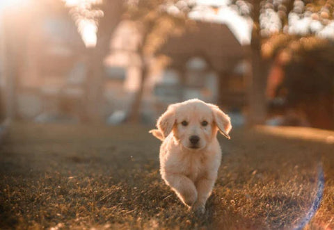 Top 5 Essential Herbal Supplements for Dogs