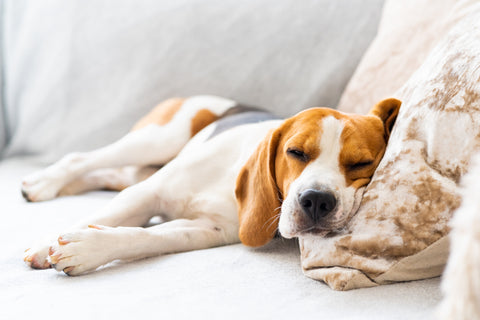 Low Energy in Dogs: How to Help?