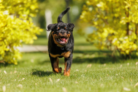 Best Supplements to Support Joints in Rottweilers