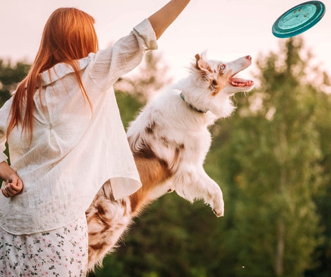 How To Support Your Dogβs Brain Health