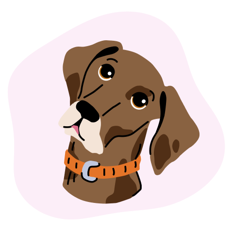 German Shorthaired Pointer
