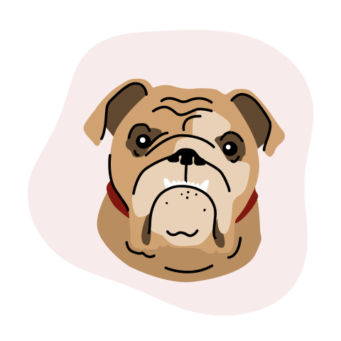 English Bulldog