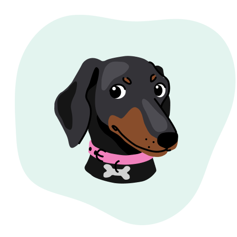 Dachshund