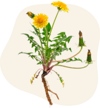 Dandelion Leaf Supplements
