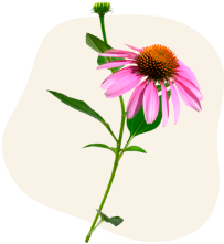 Echinacea Supplements