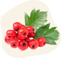 Hawthorn Berry Supplements