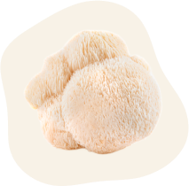 Lion’s Mane Mushroom  Supplements