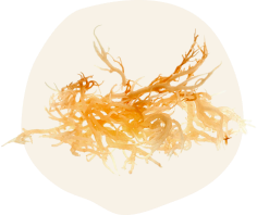 Sea Moss Supplements
