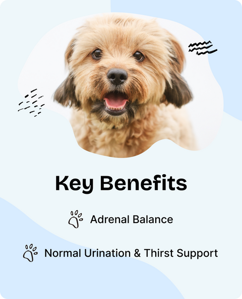Adrenal Support Drops for Dogs - 2 fl.oz. Bottle