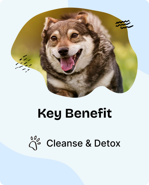 Detox Drops for Dogs - 2 fl.oz. Bottle