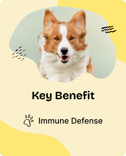 Immune Support Drops for Dogs - 4 fl.oz. Bottle