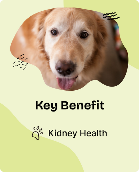 Kidney Support Drops for Dogs - 2 fl.oz. Bottle