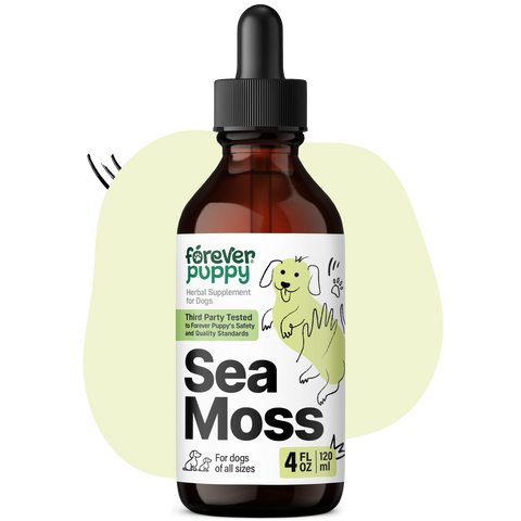 Sea Moss Drops for Dogs - 4 fl.oz. Bottle